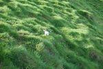 PICTURES/PUFFINS - Helmaey Island/t_Puffins (1).JPG